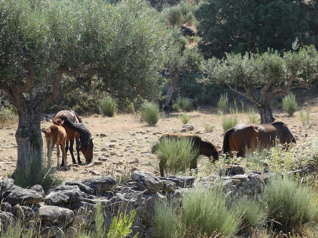 Cidadelhe Rupestre Turismo Rural Esterno foto